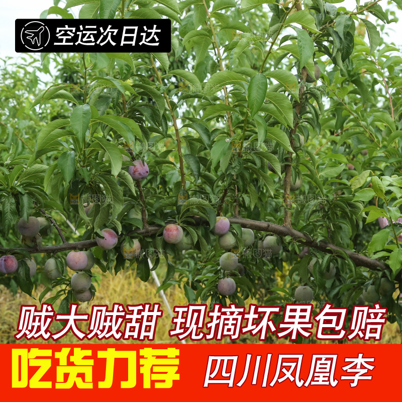 树上的五月脆李