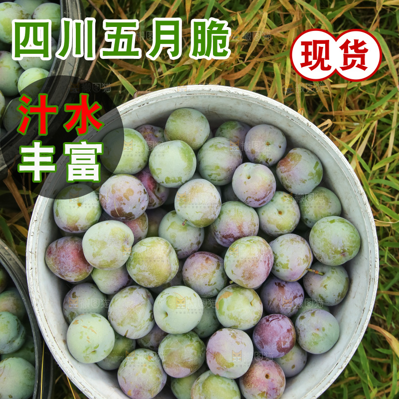 新鲜现摘的五月脆李