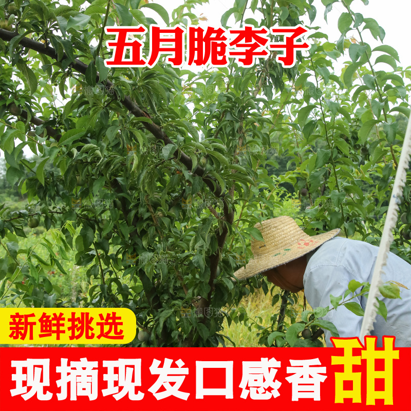 树上的五月脆李