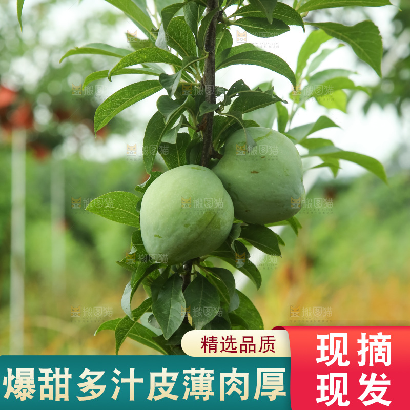 树上的新鲜奈李
