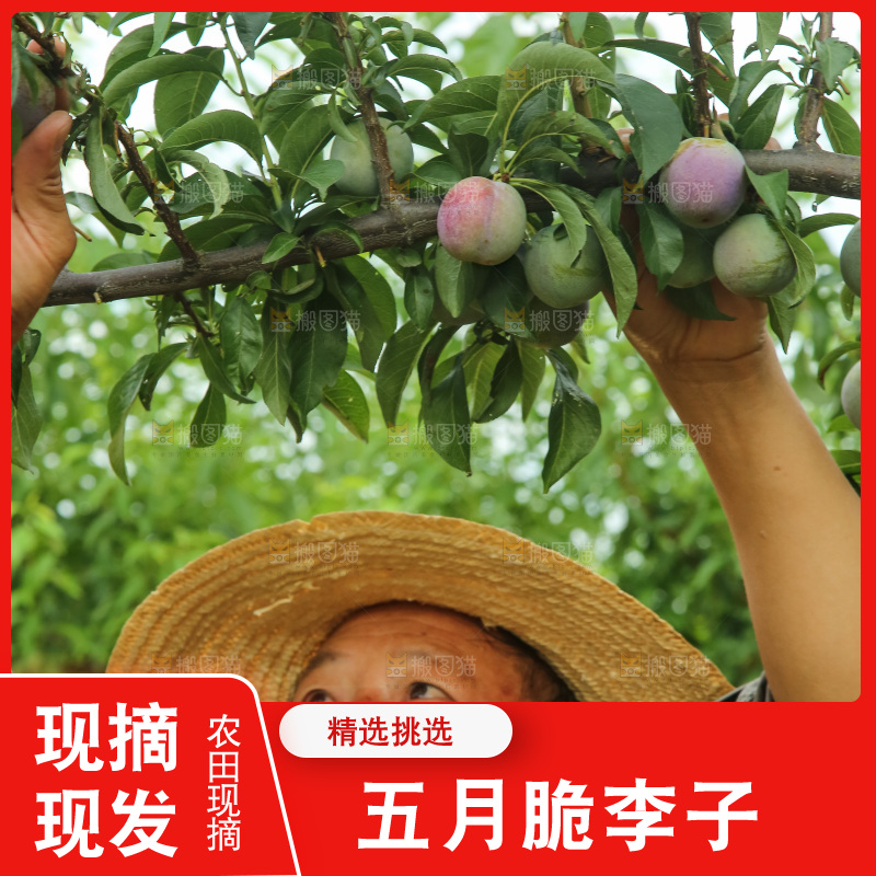 树上的五月脆李