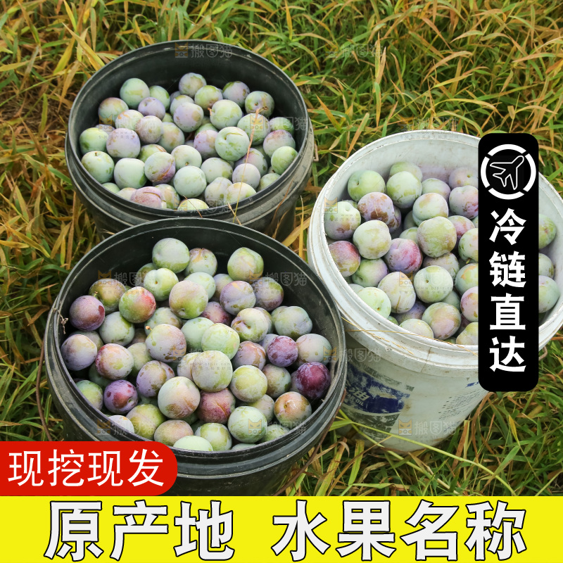 新鲜现摘的五月脆李