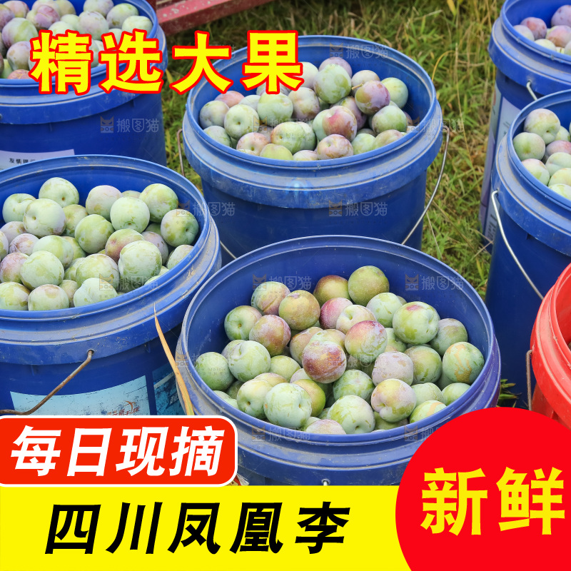 新鲜现摘的五月脆李