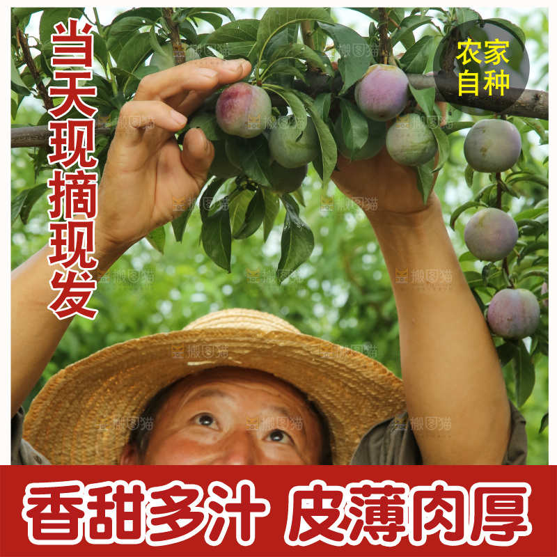 树上的五月脆李