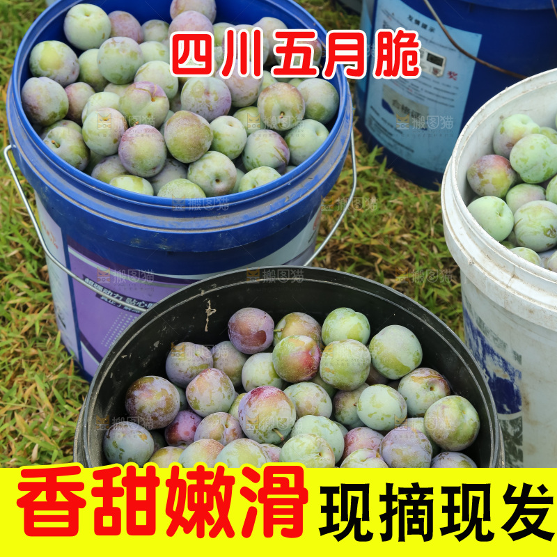 新鲜现摘的五月脆李