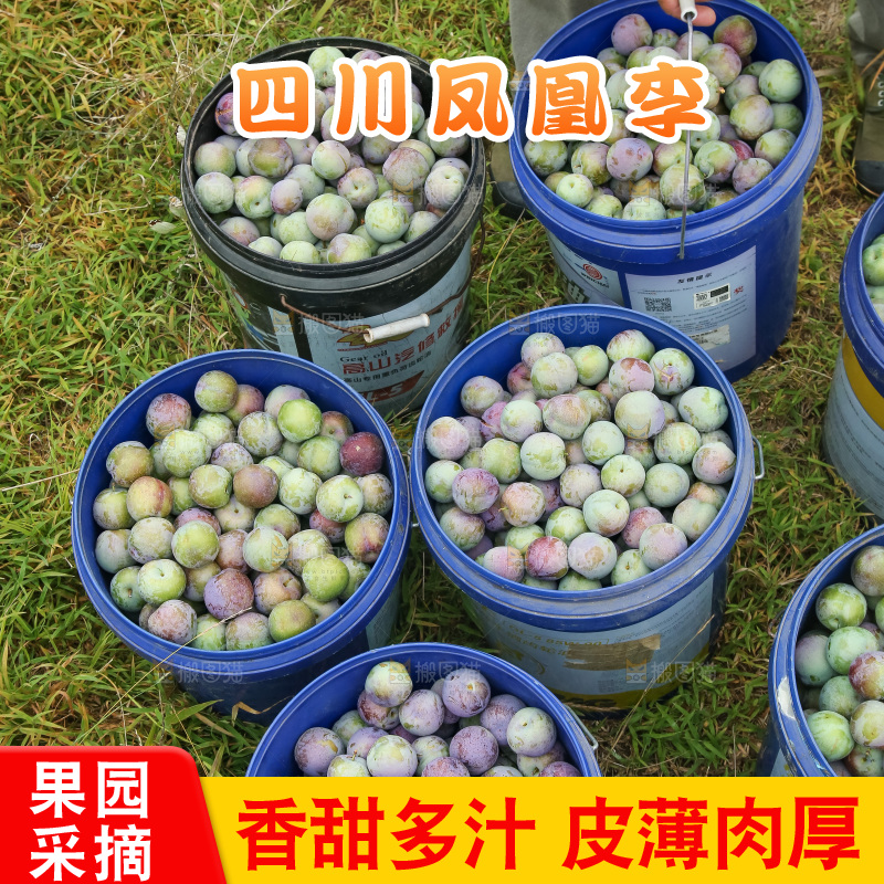 新鲜现摘的五月脆李