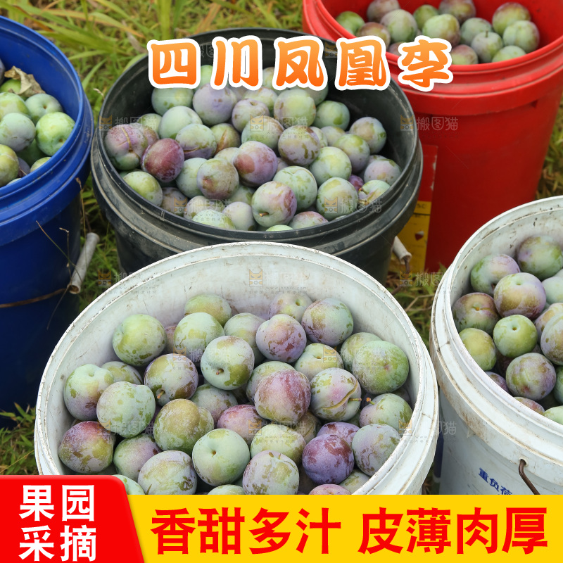 新鲜现摘的五月脆李