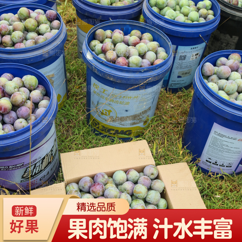 新鲜现摘的五月脆李