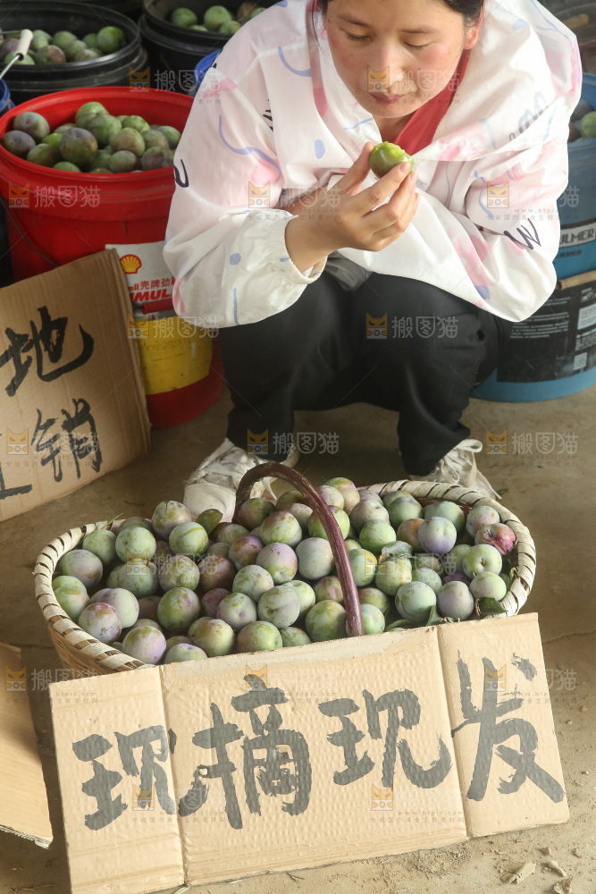 新鲜现摘的五月脆李