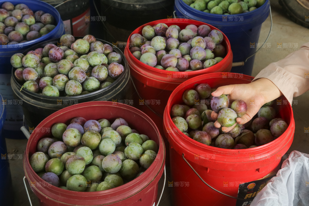 新鲜现摘的五月脆李