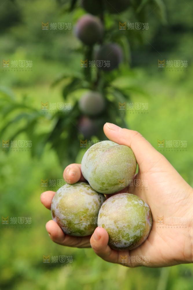 新鲜现摘的五月脆李