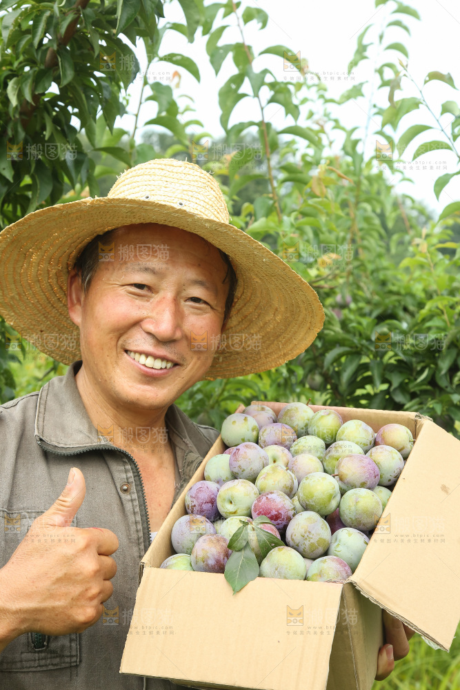 新鲜现摘的五月脆李