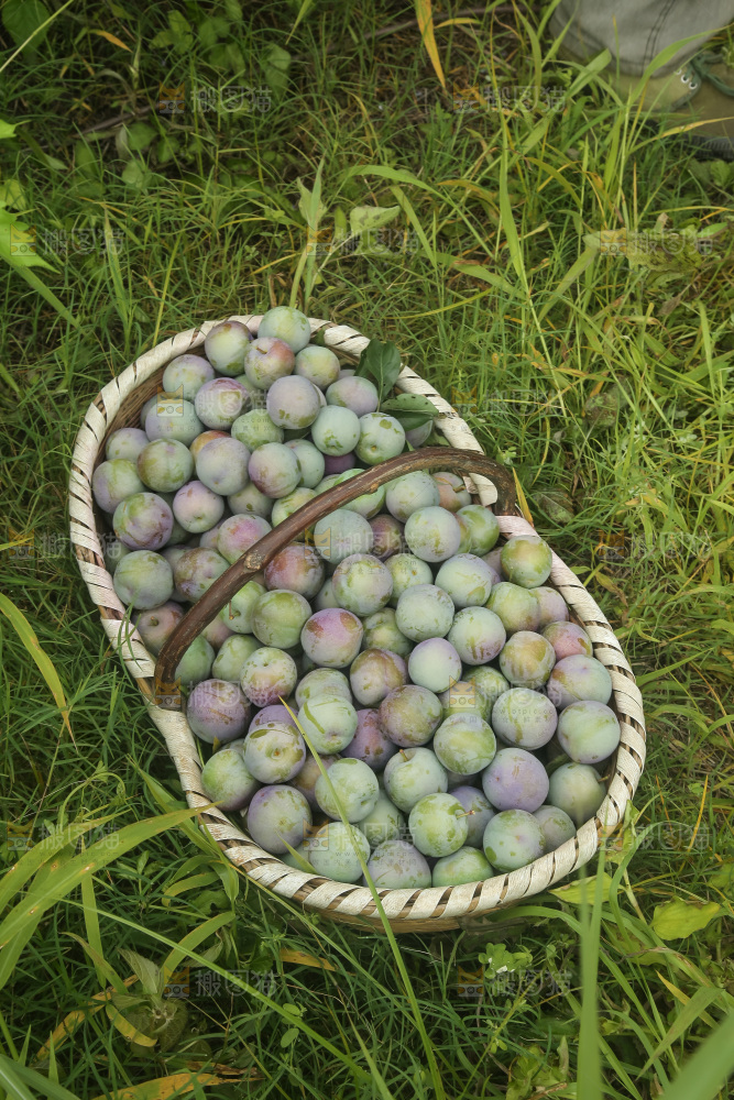 新鲜现摘的五月脆李