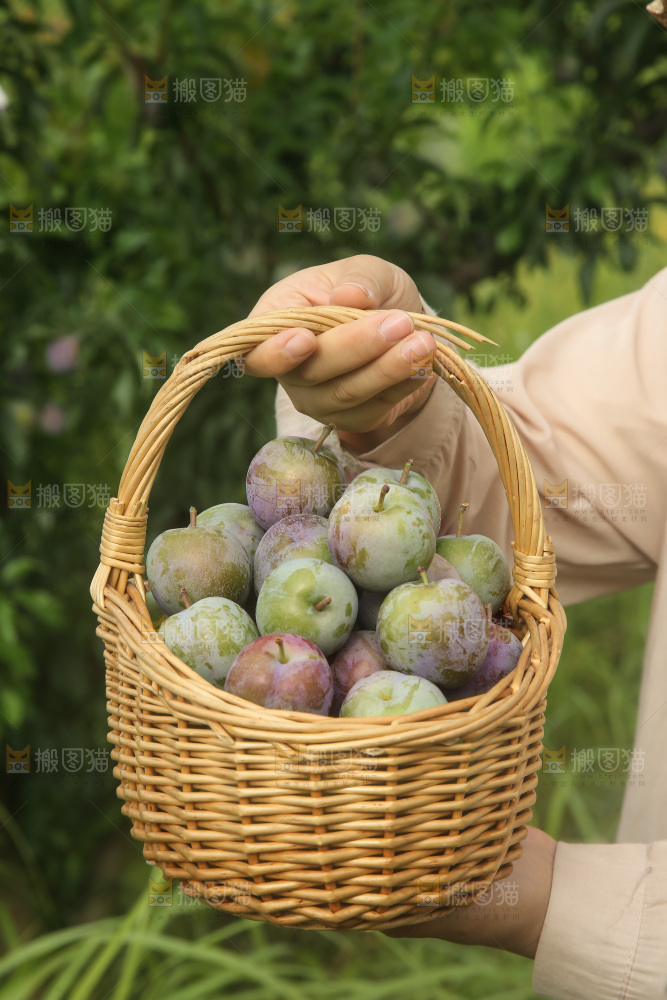新鲜现摘的五月脆李