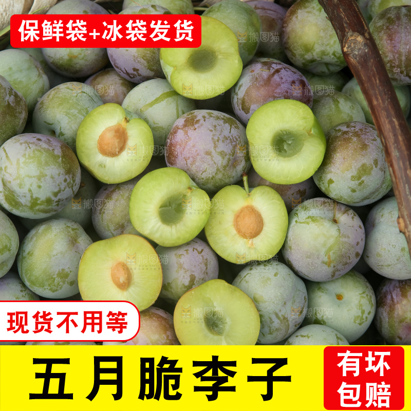 新鲜现摘的五月脆李