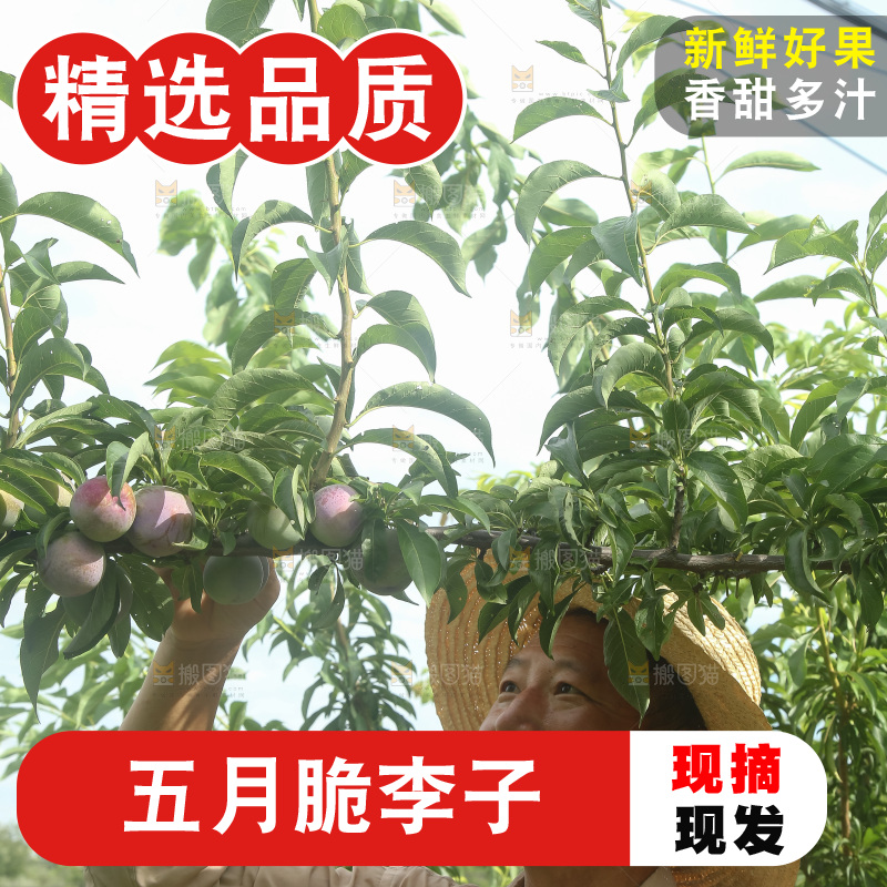 树上的五月脆李