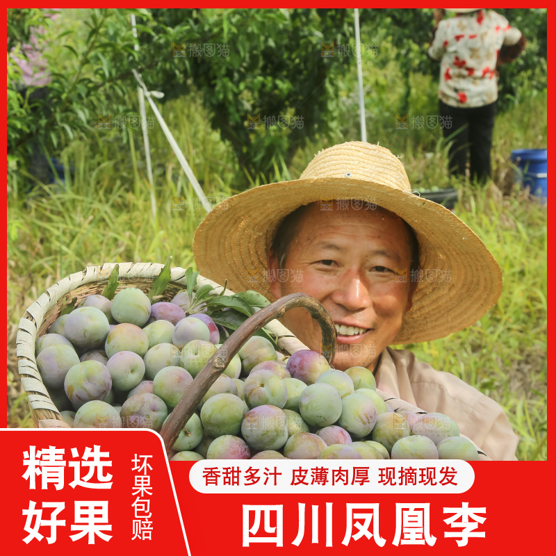 新鲜现摘的五月脆李