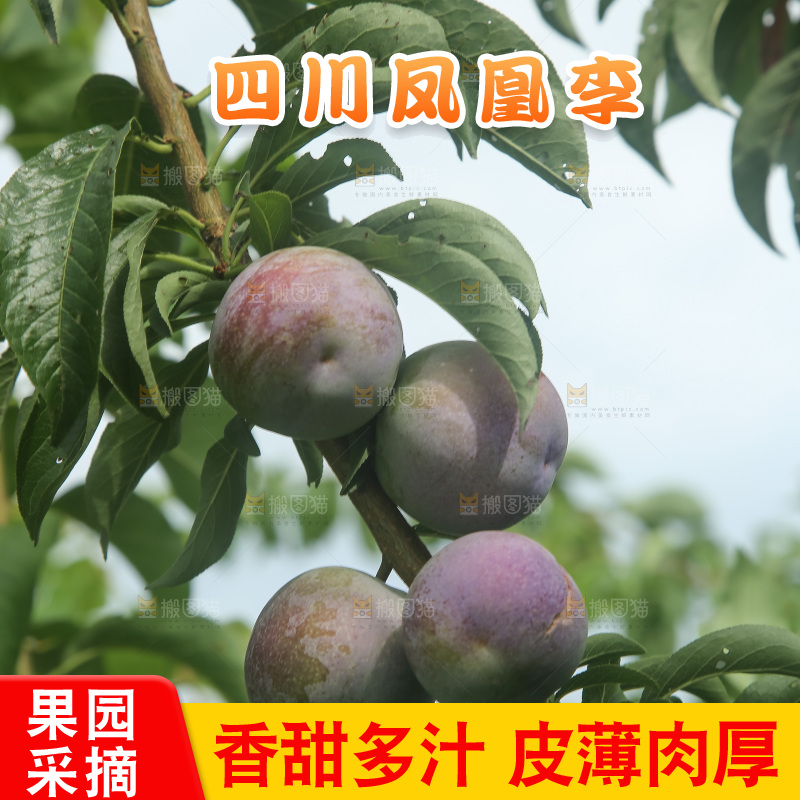树上的五月脆李