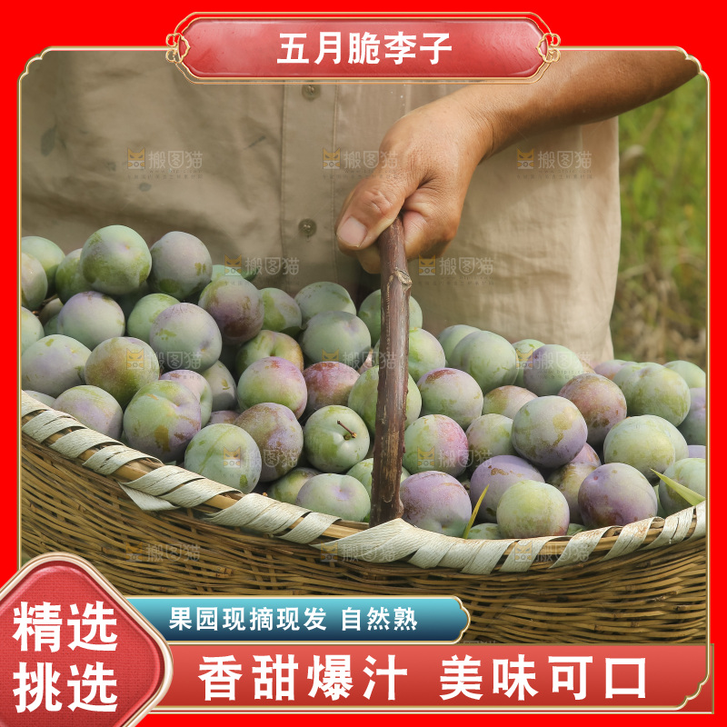 新鲜现摘的五月脆李