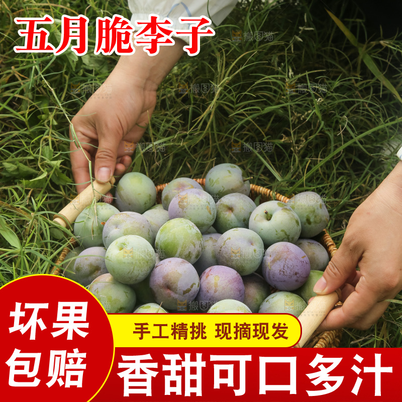 新鲜现摘的五月脆李