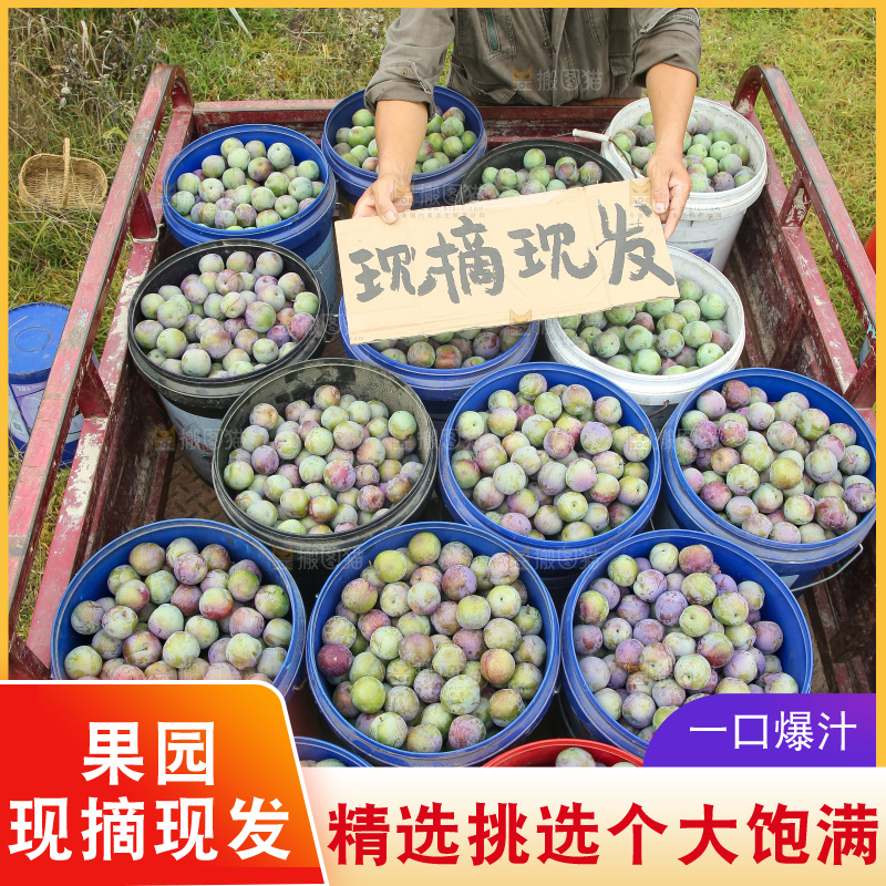 新鲜现摘的五月脆李
