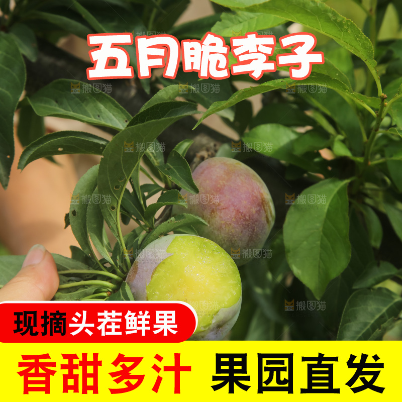树上的五月脆李