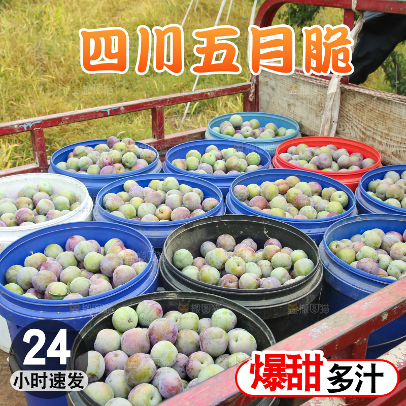 新鲜现摘的五月脆李