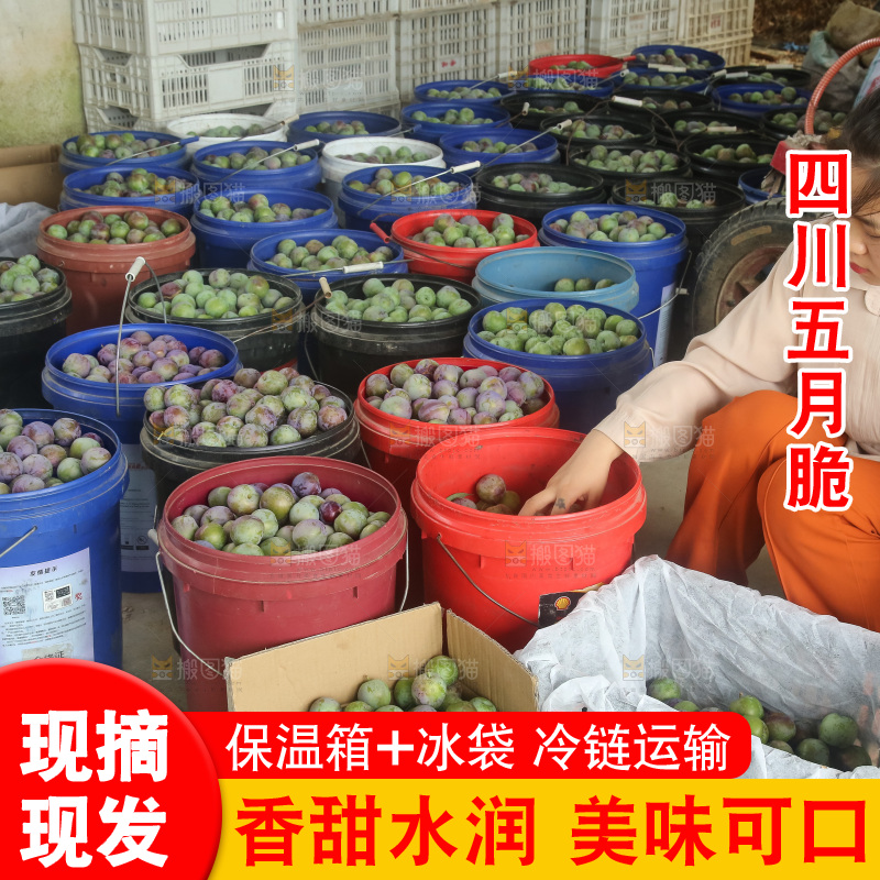 新鲜现摘的五月脆李