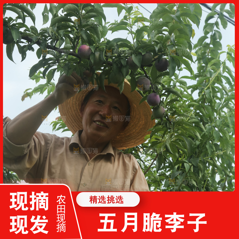 树上的五月脆李