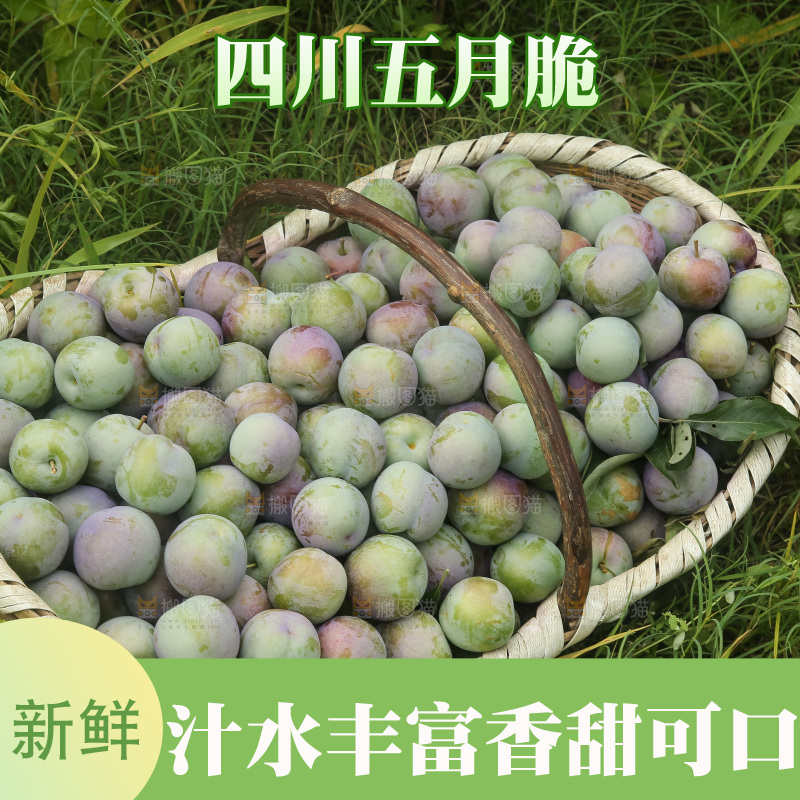 新鲜现摘的五月脆李