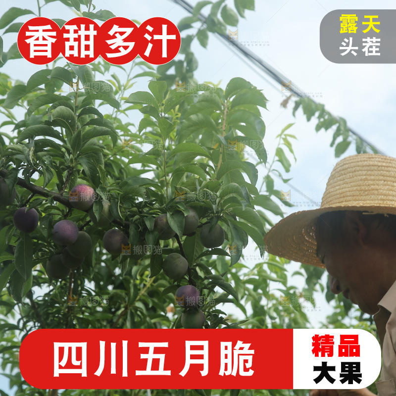 树上的五月脆李