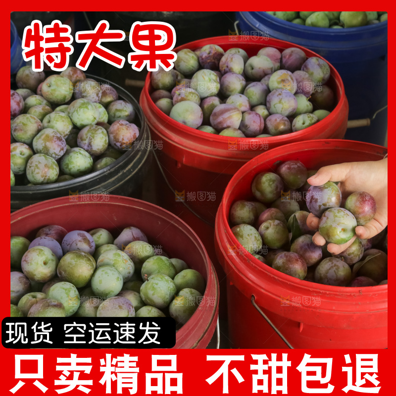 新鲜现摘的五月脆李