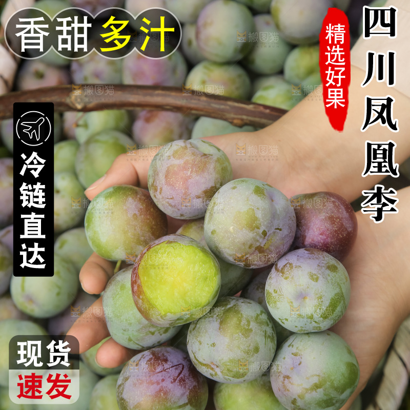新鲜现摘的五月脆李