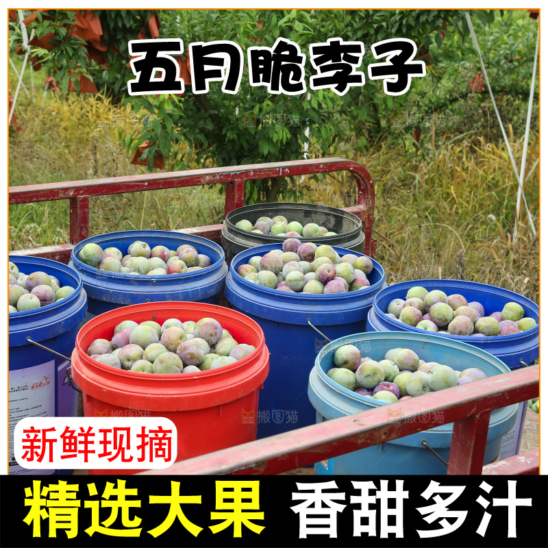 新鲜现摘的五月脆李