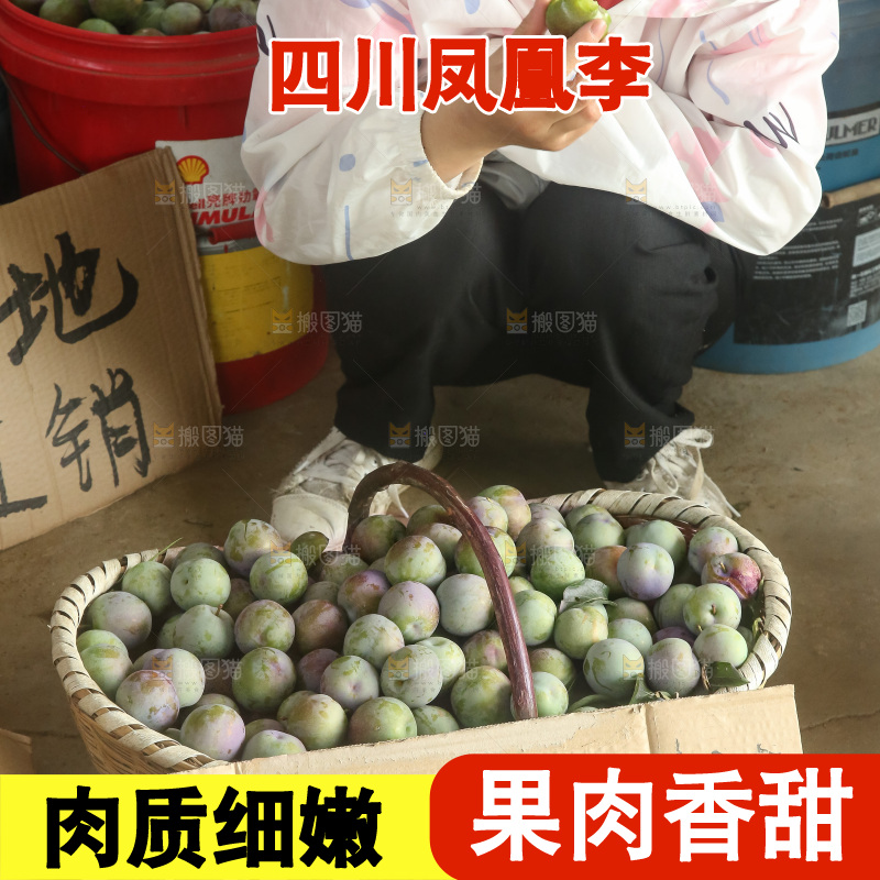 新鲜现摘的五月脆李