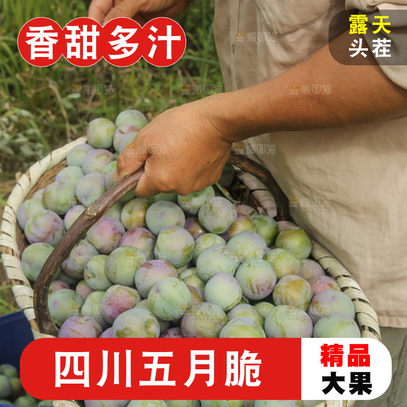 新鲜现摘的五月脆李