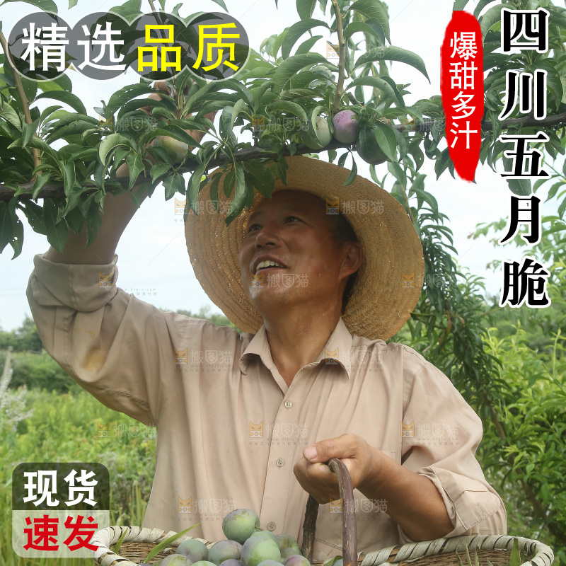 新鲜现摘的五月脆李