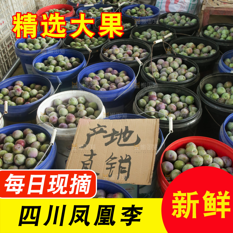 新鲜现摘的五月脆李