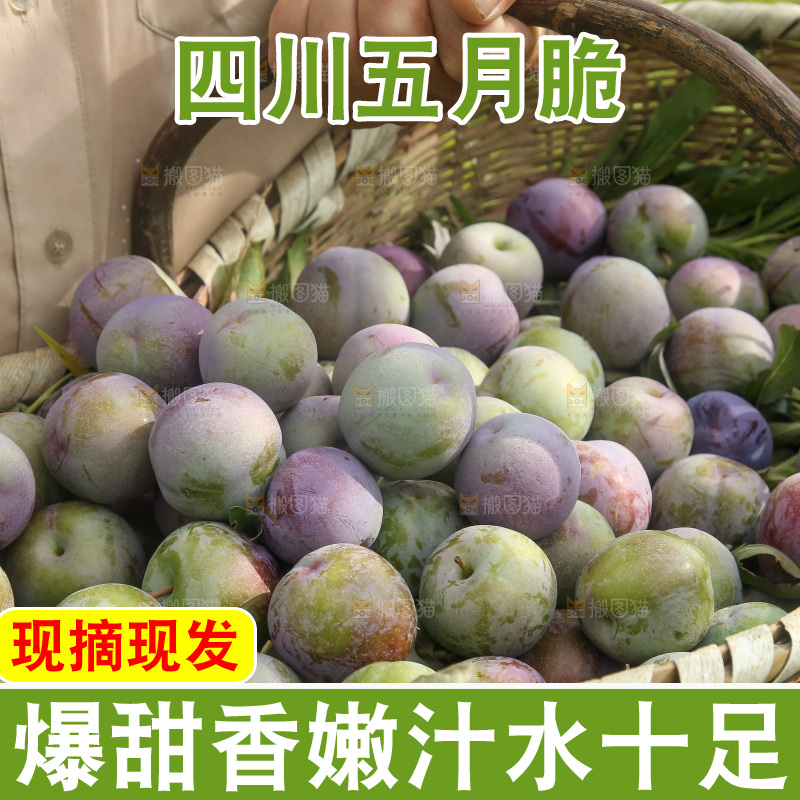 新鲜现摘的五月脆李
