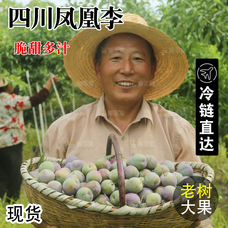 新鲜现摘的五月脆李