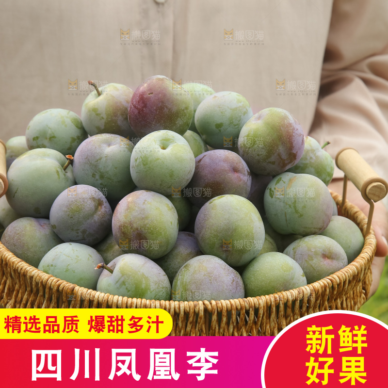 新鲜现摘的五月脆李