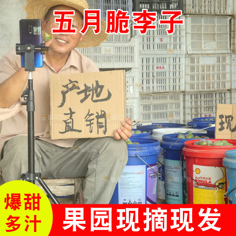 新鲜现摘的五月脆李