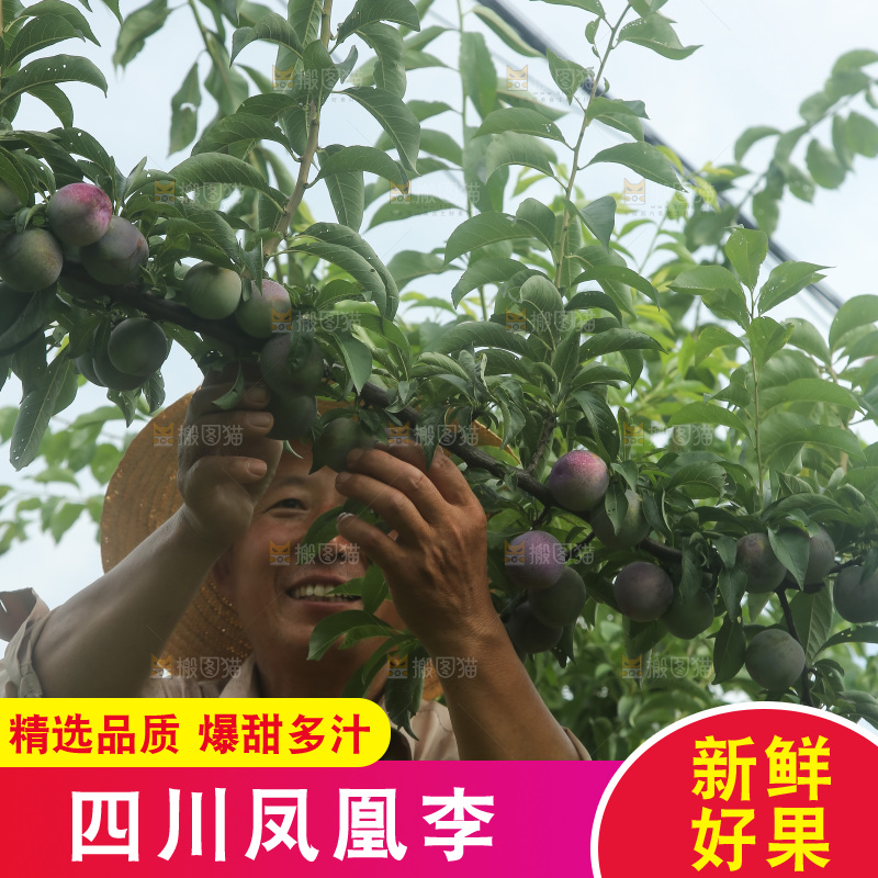 树上的五月脆李