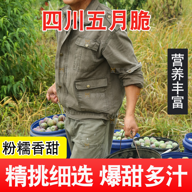 新鲜现摘的五月脆李