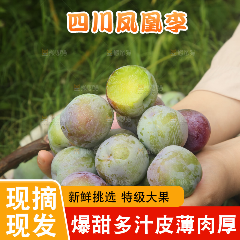新鲜现摘的五月脆李