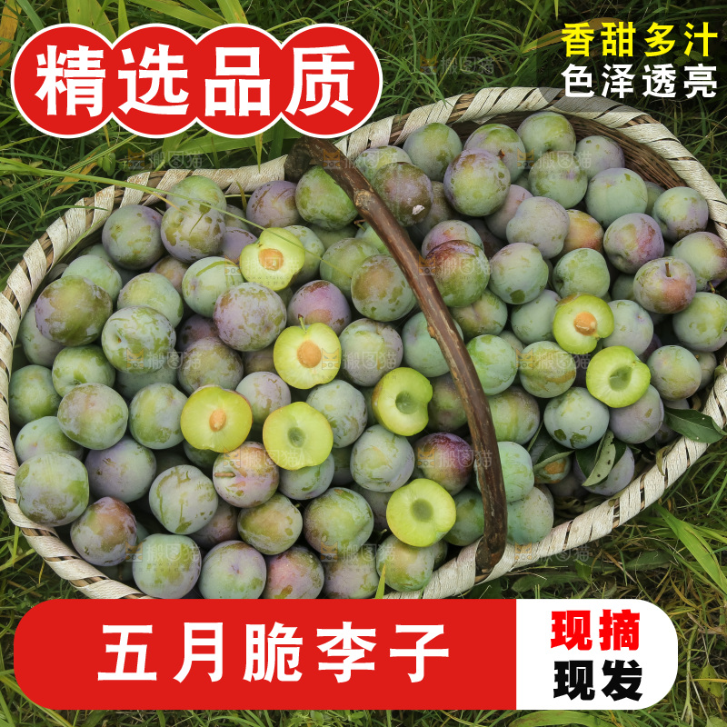 新鲜现摘的五月脆李