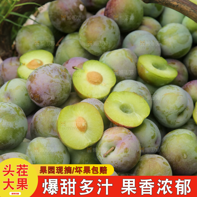 新鲜现摘的五月脆李