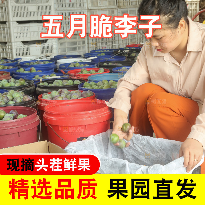 新鲜现摘的五月脆李