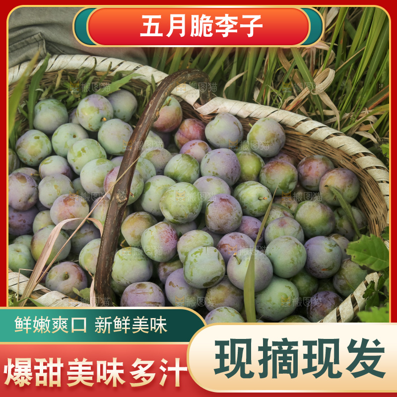 新鲜现摘的五月脆李