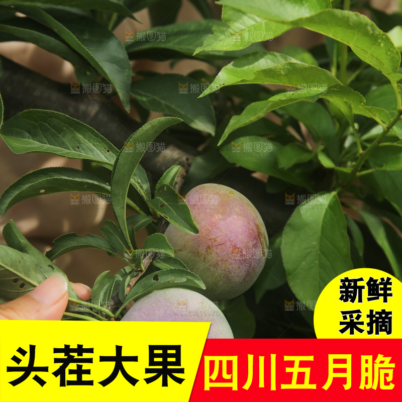 树上的五月脆李